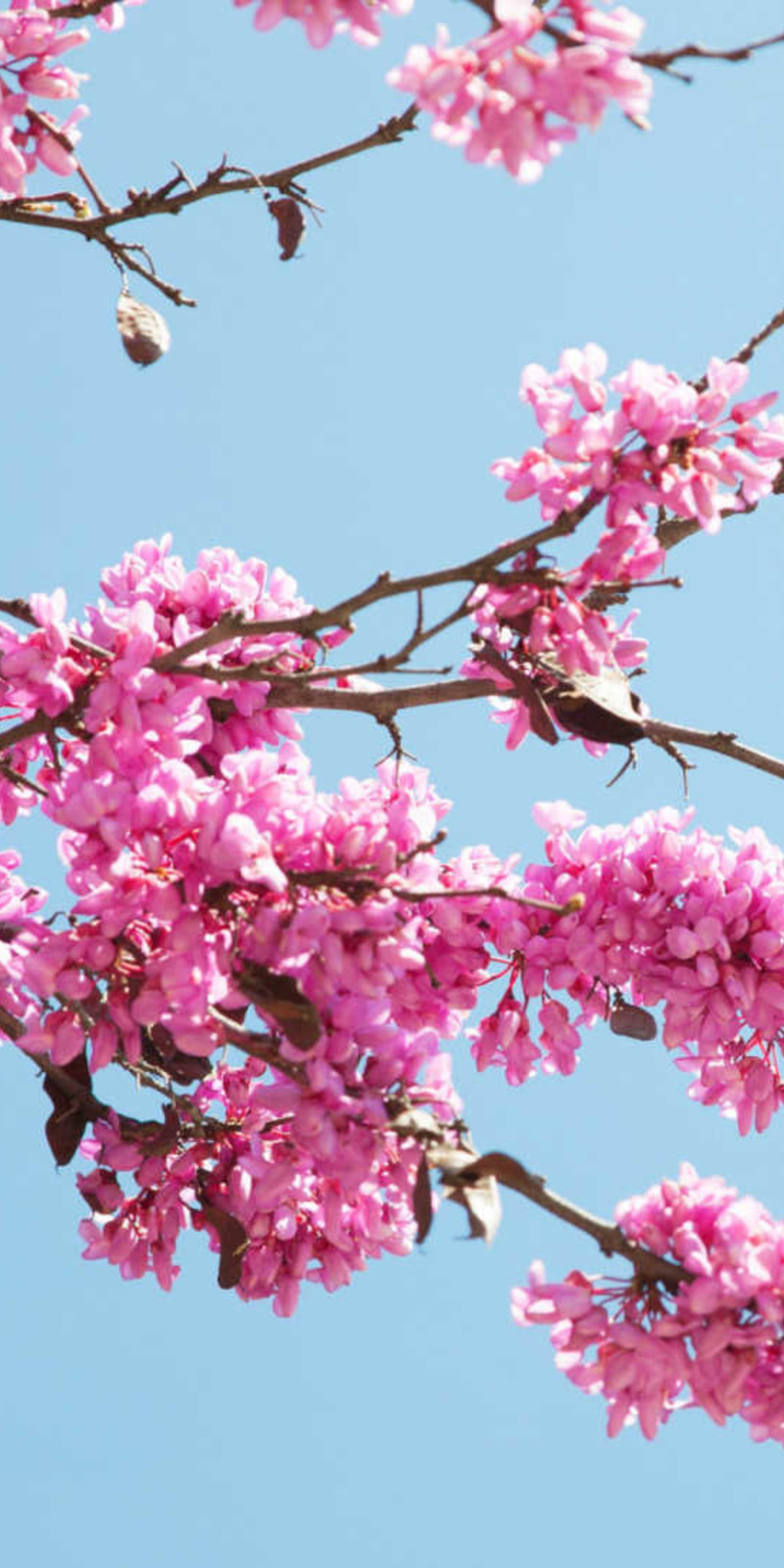 Cercis siliquastrum - Arbre de Judée | Hauteurs 325-475 cm | Circonférences 12-20 cm