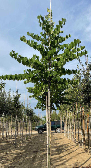 Cercis siliquastrum - Arbre de Judée | Hauteurs 325-475 cm | Circonférences 12-20 cm