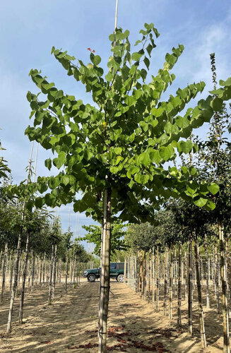 Cercis siliquastrum - Arbre de Judée | Hauteurs 325-475 cm | Circonférences 12-20 cm