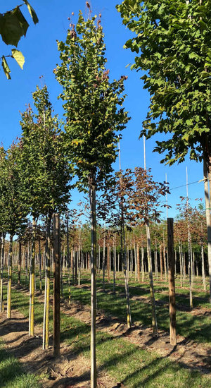 Koelreuteria Paniculata - Savonnier de Chine | Fastigié | Hauteurs 400-500 cm | Circonférences 16-25 cm