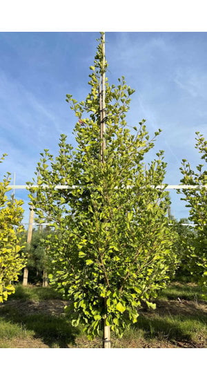 Ginkgo Biloba 'Fastigiata Blagon' | Hauteur 250-300 cm | Tige branchue de la base