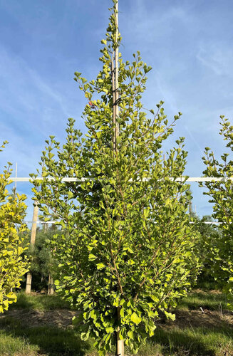 Ginkgo Biloba 'Fastigiata Blagon' | Hauteur 200-250 cm | Tige branchue de la base