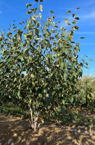 Betula utilis jacquemontii - Bouleau d'Himalaya | Cépée | Hauteur 250-300 cm | Écorce blanche