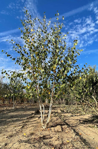 Betula utilis jacquemontii - Bouleau d'Himalaya | Cépée | Hauteur 300-350 cm | Écorce blanche