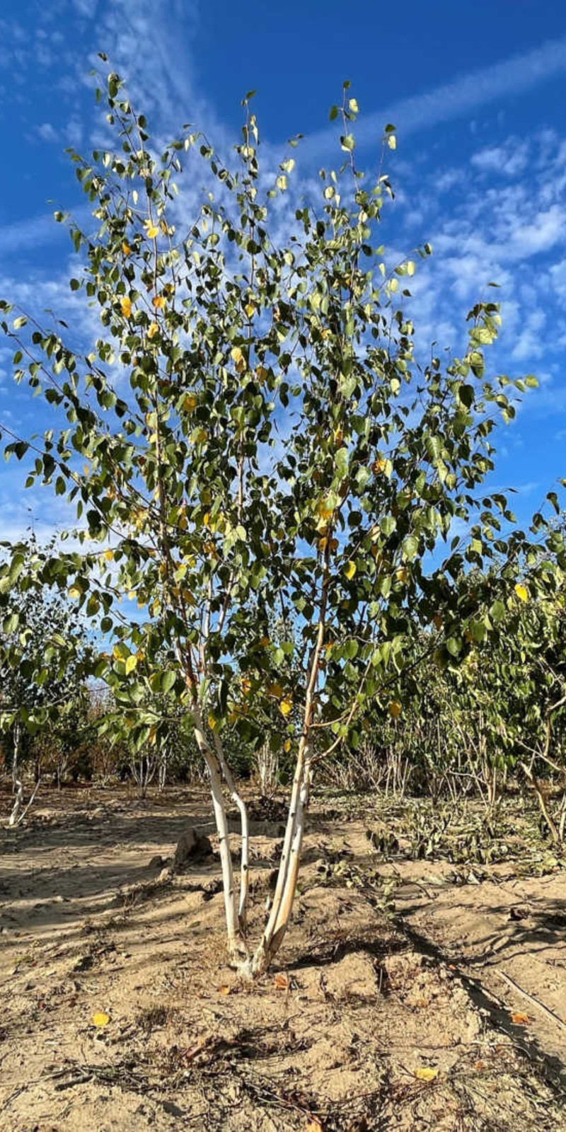 Betula utilis jacquemontii - Bouleau d'Himalaya | Cépée | Hauteur 300-350 cm | Écorce blanche