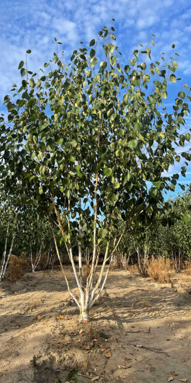 Betula utilis jacquemontii - Bouleau d'Himalaya | Cépée | Hauteur 350-400 cm | Écorce blanche