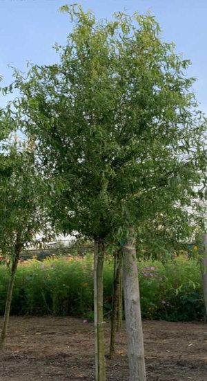 Salix - Saule  Babylonica | Tortueux | Haute tige | Hauteurs 400 - 550 cm | Circonférences 14-25 cm