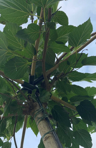 Morus Alba ‘Fruitless’ - Mûrier Blanc Stérile | Parasol |  Hauteur 225-250 cm | Circf. 16-18 cm