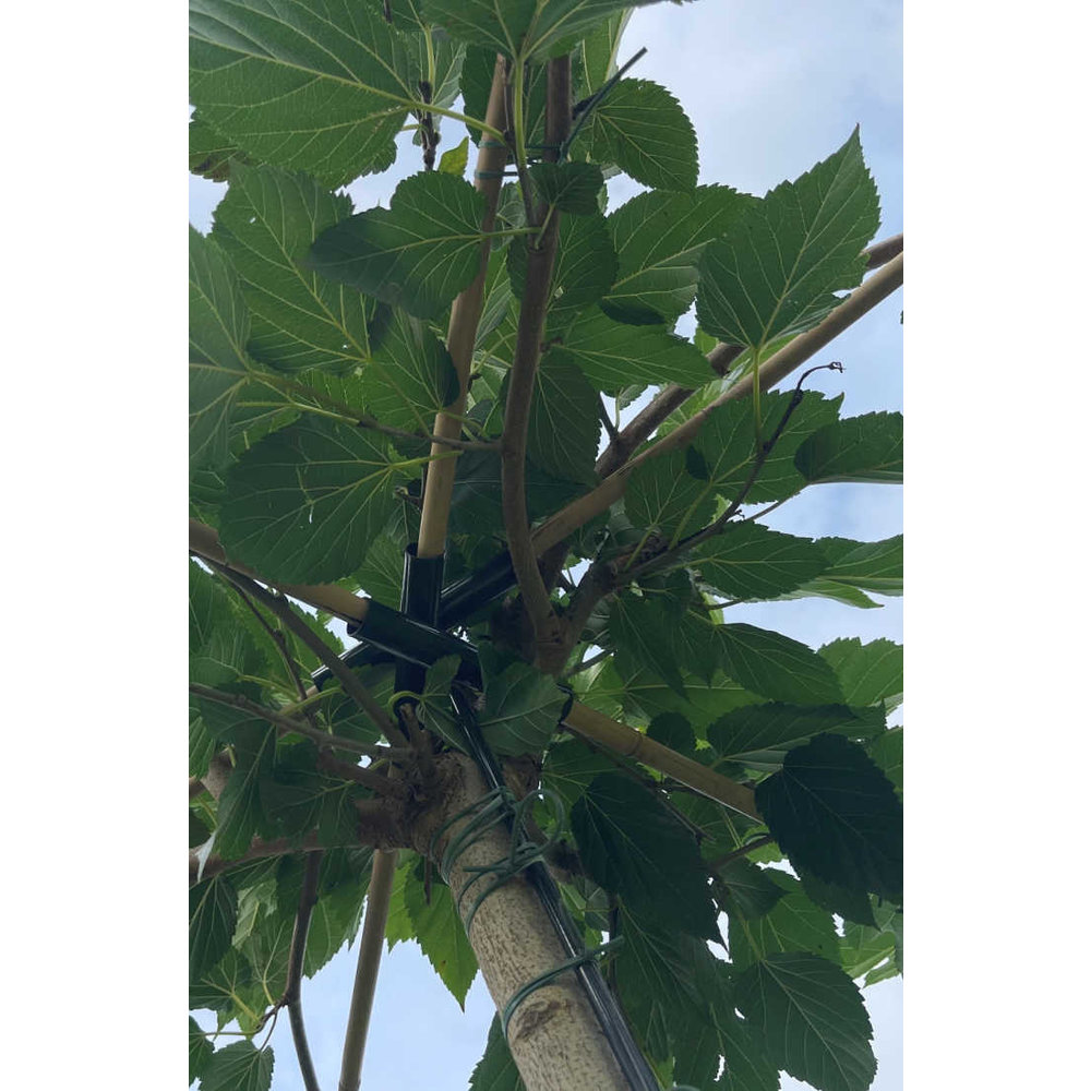 Graines De Morus Alba - Mûrier Blanc - Boutique Végétale