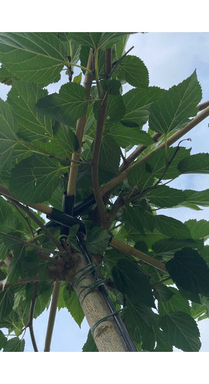 Morus Alba ‘Fruitless’ - Mûrier Blanc Stérile | Parasol |  Hauteur 225-250 cm | Circf. 12-14 cm