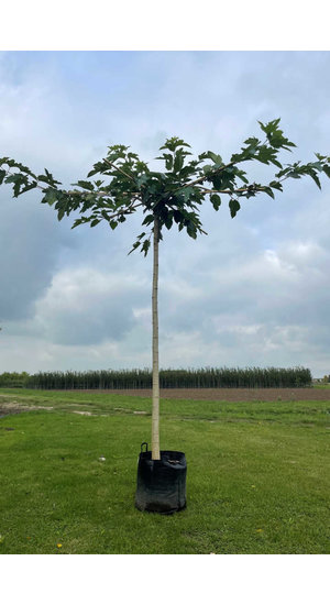 Morus Alba ‘Fruitless’ - Mûrier Blanc Stérile | Parasol |  Hauteur 225-250 cm | Circf. 14-16 cm