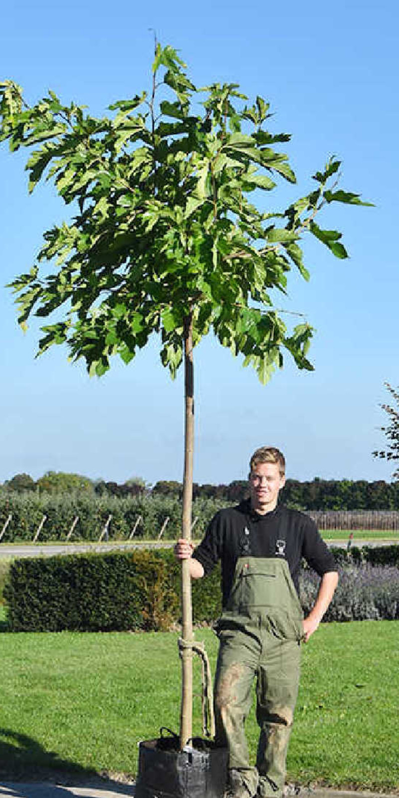 Morus Alba ‘Fruitless’-  Mûrier Blanc Stérile | Hauteurs 250-350 cm | Circonférences 12-25 cm