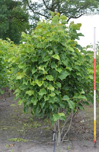 Magnolia - Magnolier Soulange | Cépee | Hauteurs 200-350 cm