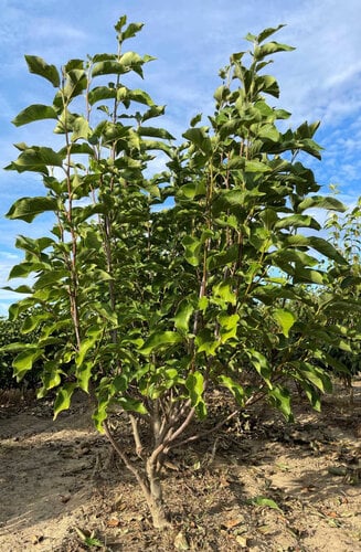 Magnolia -  Magnolier Galaxy | Cépée | Hauteurs 200-450 cm