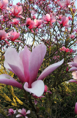 Magnolia -  Magnolier Galaxy | Cépée | Hauteurs 200-450 cm