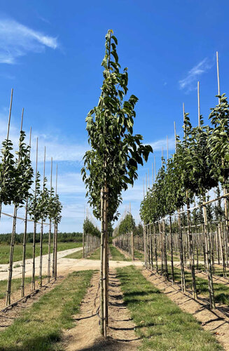 Magnolia - Magnolier Kobus | Haute tige |  Hauteurs 325 - 450 cm | Circonférences 12-18 cm