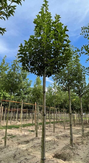 Magnolia - Magnolier Kobus | Haute tige |  Hauteurs 325 - 450 cm | Circonférences 12-18 cm