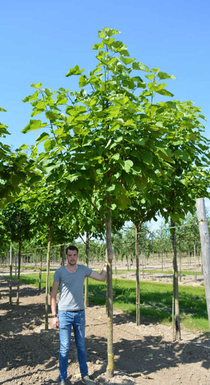 Catalpa bignonioides -  commun | Haute tige | XXL