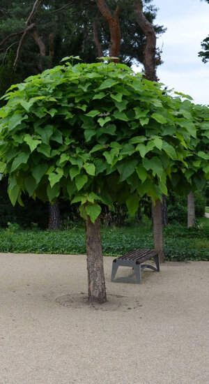 Catalpa bignonioides   | Nana - Boule | Parasol | XXL