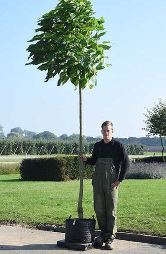 Catalpa bignonioides   | Nana - Boule | Parasol | XXL