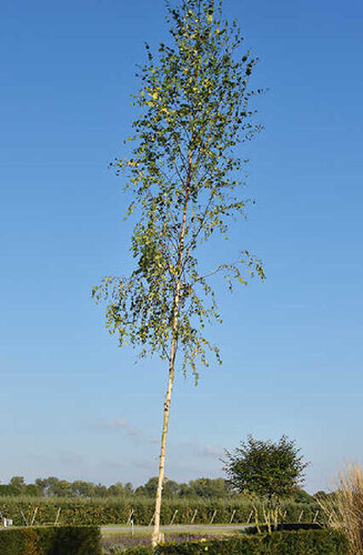 Betula Pendula | Bouleau Commun | Haute tige | Hauteurs 250-600 cm | Circonférences 10-25 cm