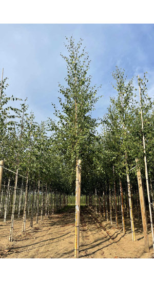 Betula Pendula | Bouleau Commun | Haute tige | Hauteurs 250-600 cm | Circonférences 10-25 cm