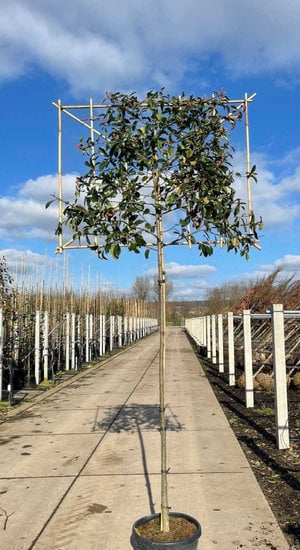 Photinia fraseri 'Red Robin' palissé | Persistant | Hauteur tronc 180-200 cm| Circonférence 8-10 cm | Espalier 120 x 150 cm