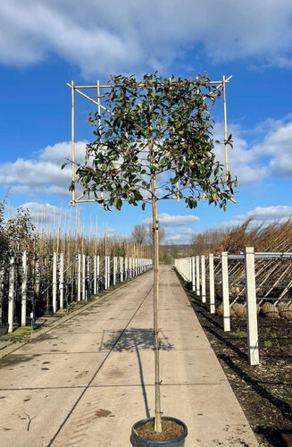 Photinia fraseri 'Red Robin' palissé | Persistant | Hauteur tronc 180-200 cm| Circonférence 8-10 cm | Espalier 120 x 150 cm