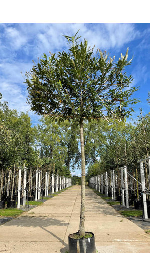 Arbres palissés et parasol| livraison rapide à domicile | Chlori