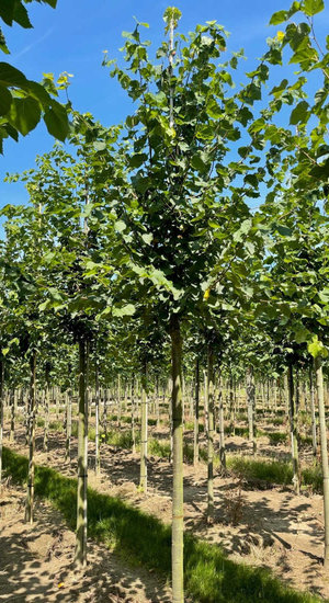 Tilleul à petites feuilles -  Tilia cordata | Haute tige | Hauteurs 400-600 cm | Circonférences 14-25 cm