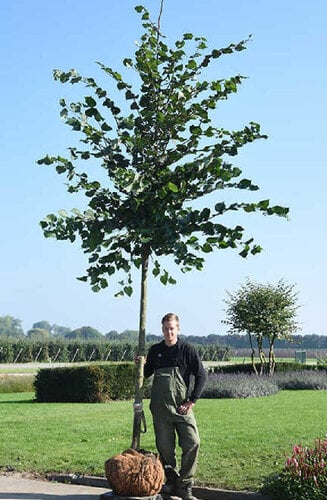 Tilleul à petites feuilles -  Tilia cordata | Haute tige | Hauteurs 400-600 cm | Circonférences 14-25 cm