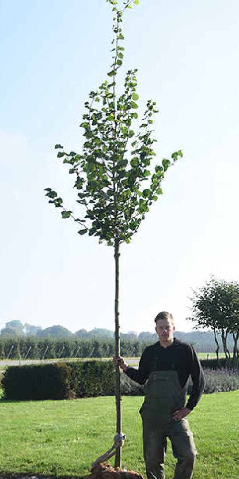 Tilleul - Tilia cordata ‘Erecta’ | Haute tige | Hauteurs 300-600 cm | Circonférences 10-25 cm