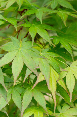 Acer Palmatum - Érable du Japon | Hauteur 350-400 cm