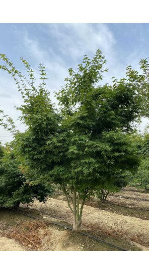 Acer Palmatum - Érable du Japon | Cépée