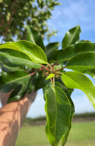 Prunus Lusitanica | Laurier du Portugal | Hauteurs 250-350 cm | Circonférences 8-14 cm