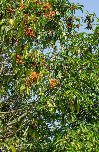 Prunus Lusitanica | Laurier du Portugal | Hauteurs 250-350 cm | Circonférences 8-14 cm