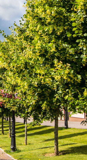 Tilleul - Tilia cordata ‘Erecta’ | Haute tige | Hauteurs 300-600 cm | Circonférences 10-25 cm
