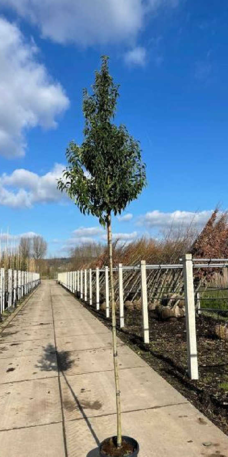 Prunus Lusitanica | Laurier du Portugal | Hauteurs 250-350 cm | Circonférences 8-14 cm