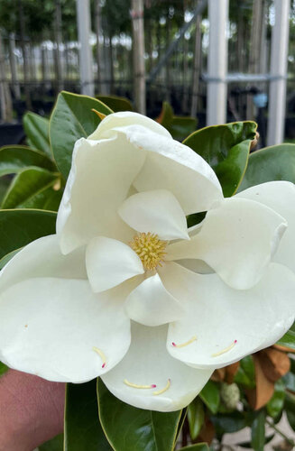 Magnolia - Magnolier Grandiflora | Tige branchue | Hauteur 300-350 cm