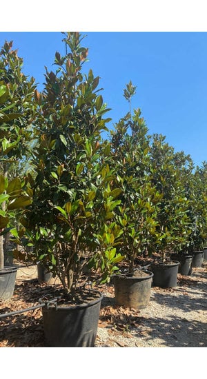 Magnolia - Magnolier Grandiflora | Tige branchue | Hauteur 300-350 cm