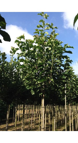 Magnolia - Magnolier Galaxy | Haute tige | Hauteurs 350-450 cm | Circonférences 12-18 cm