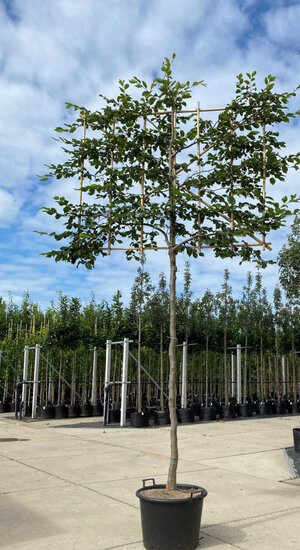 Carpinus Betulus - Charme Commun palissé | Hauteur tronc 180-200 cm| Espalier 120 x 150 cm