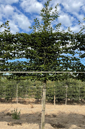 Carpinus Betulus - Charme Commun palissé | Hauteur tronc 180-200 cm| Espalier 120 x 150 cm