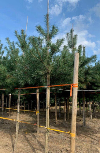 Pinus sylvestris | Pin Sylvestre | Persistant | Hauteurs 200-350 cm | Circonférences 12-25 cm