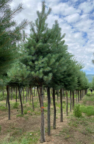 Pinus sylvestris | Pin Sylvestre | Persistant | Hauteurs 200-350 cm | Circonférences 12-25 cm