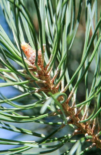 Pinus sylvestris | Pin Sylvestre | Persistant | Hauteurs 200-350 cm | Circonférences 12-25 cm