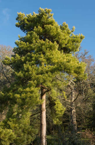 Pinus sylvestris | Pin Sylvestre | Persistant | Hauteurs 200-350 cm | Circonférences 12-25 cm