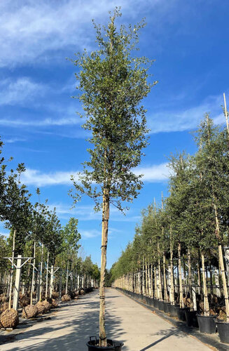 Quercus suber | Chêne Liège | Persistant | Haute tige | Hauteurs 350-500 cm | Circonférences 14-25 cm