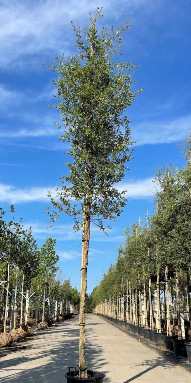 Quercus suber | Chêne Liège | Persistant | Haute tige | Hauteurs 350-500 cm | Circonférences 14-25 cm