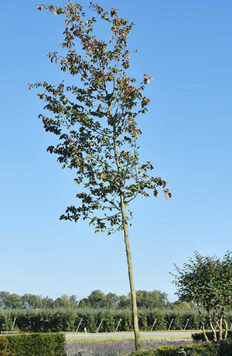 Parrotia persica - de Perse | Haute tige | Hauteurs 350-500 cm | Circonférences 14-25 cm